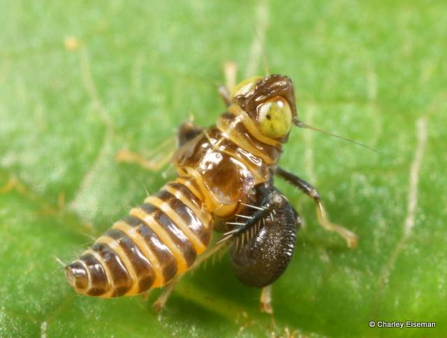 2.5-mm nymph parasitized by a dryinid wasp larva, Mammoth Cave National Park, Kentucky, May 27, 2011